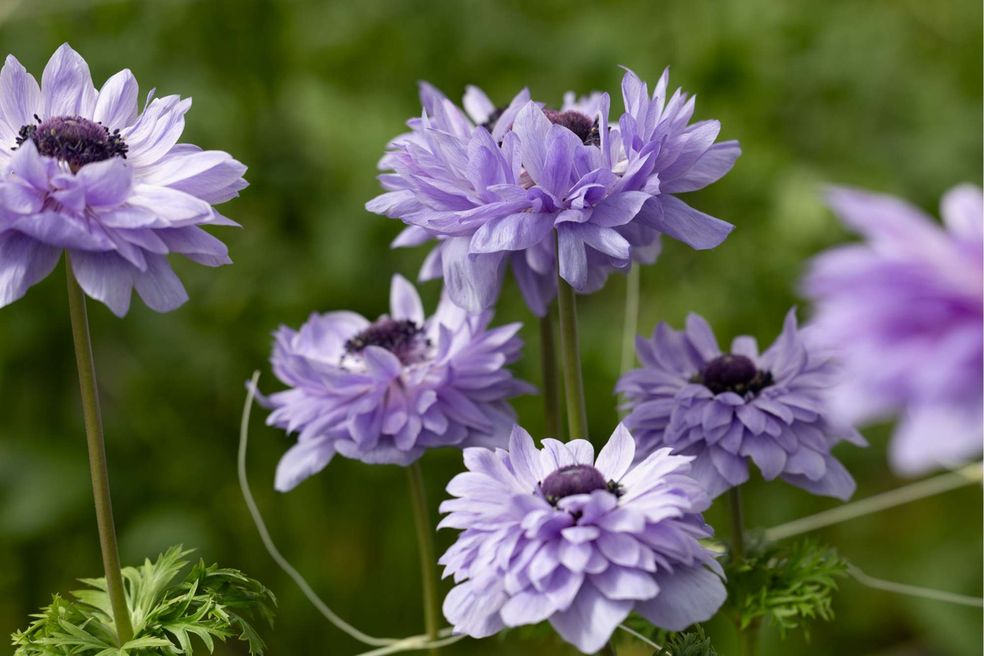 Anemon 'Levante Azzurro'